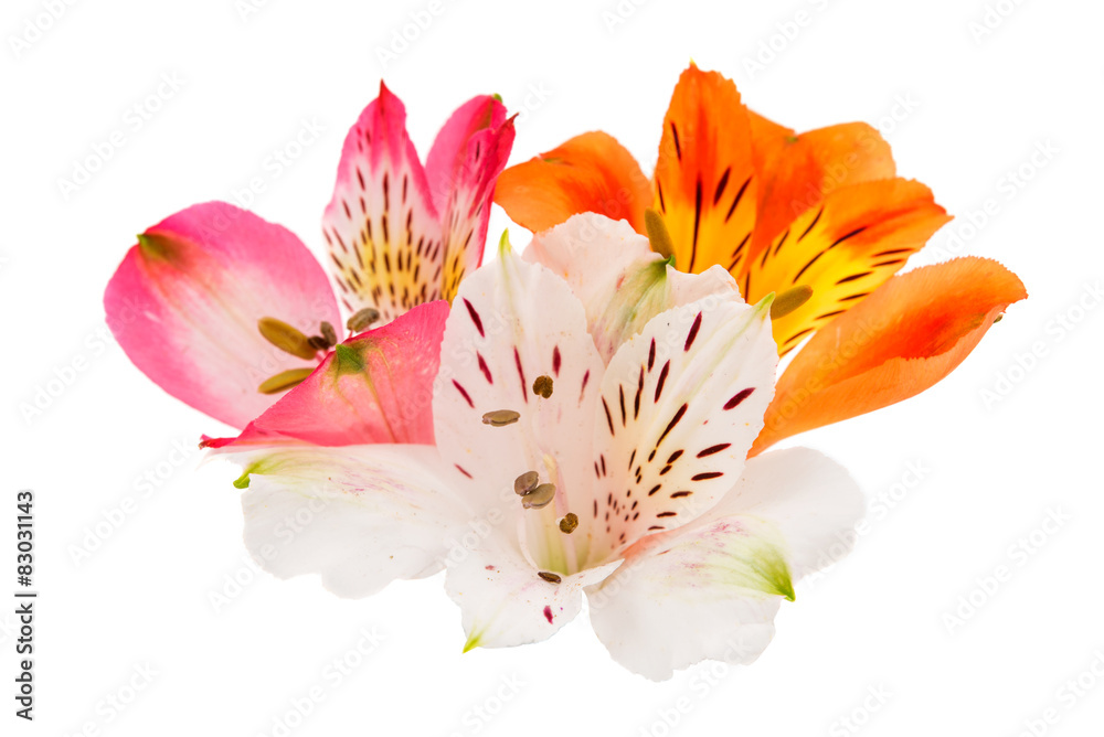 Alstroemeria Alstroemeria