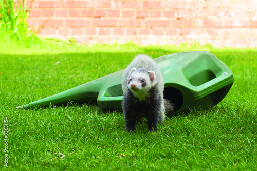 Ferret in a garden on the grass