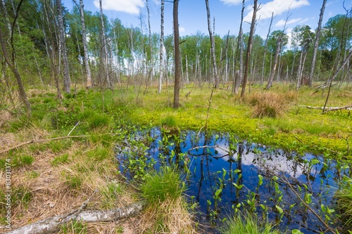 Wetlands at springtime
