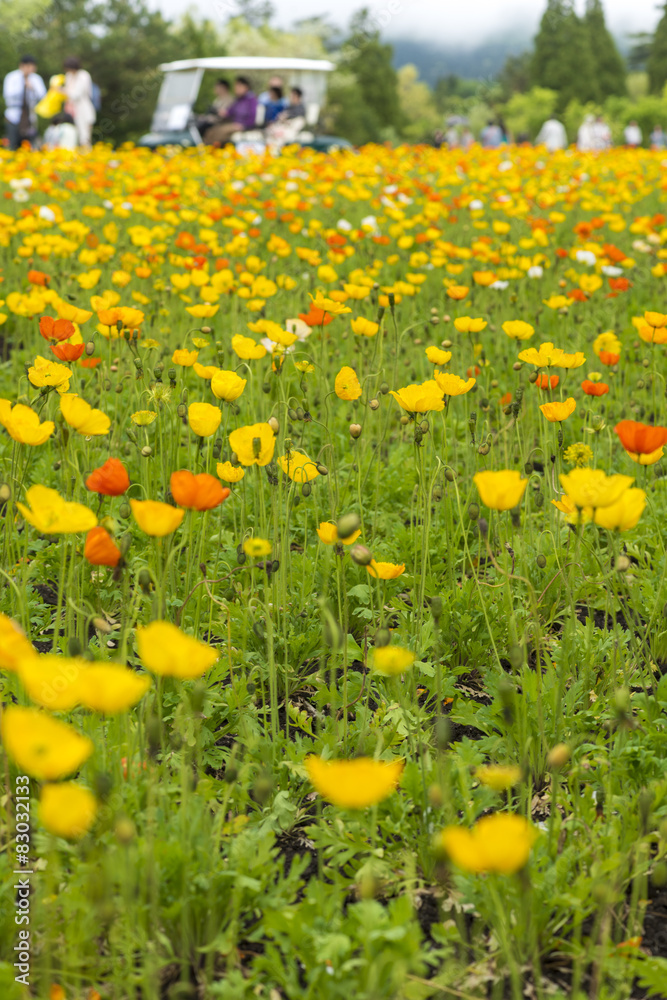 ポピーの花畑 ポピーの花畑