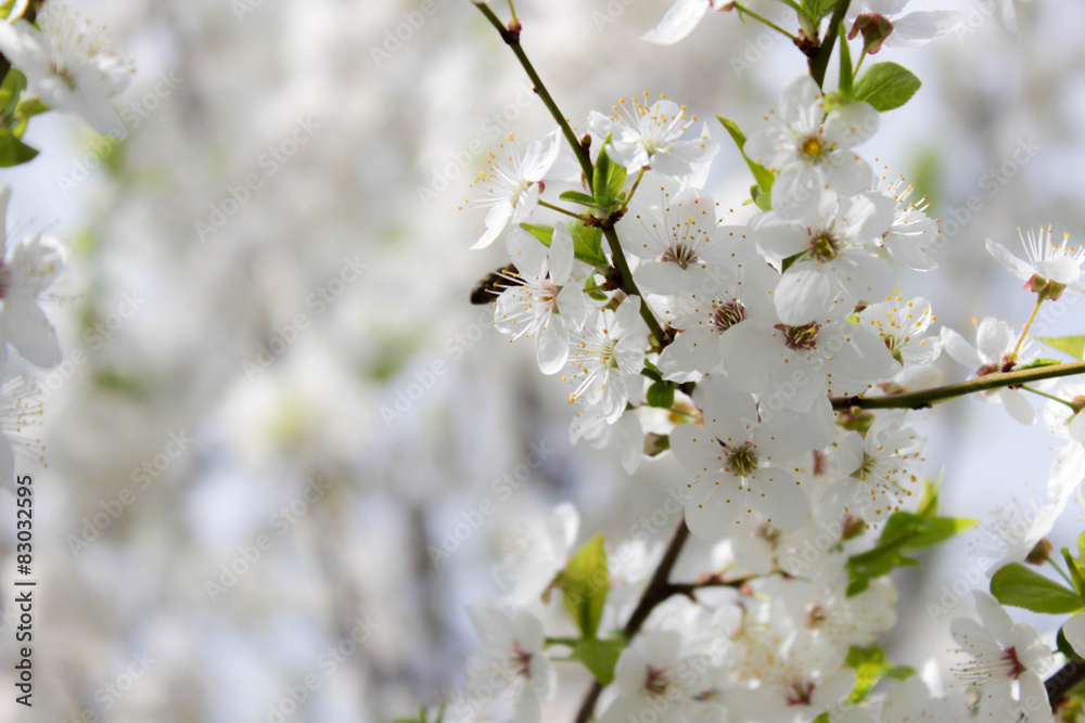 Spring flowers in bloom (Bloming fruit tree) 