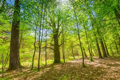 Fototapeta Naklejka Na Ścianę i Meble -  Green springtime forest