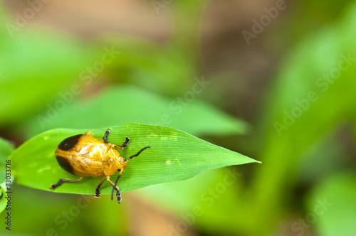 bug on leaf © sapgreen