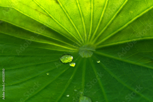 water drop A lotus leaf