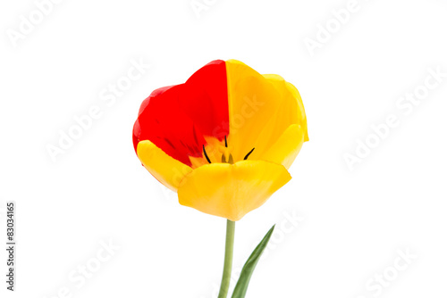 yellow-red tulip