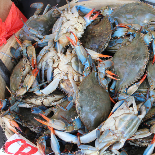 Crabes bleus - Chinatown / New York City