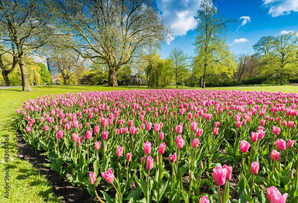 Tulips meadow in a city park