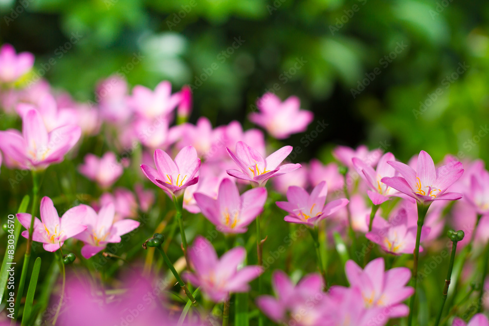 Zephyranthes Lily, Rain Lily, Fairy Lily, Little Witche Zephyranthes Lily, Rain Lily, Fairy Lily, Little Witche