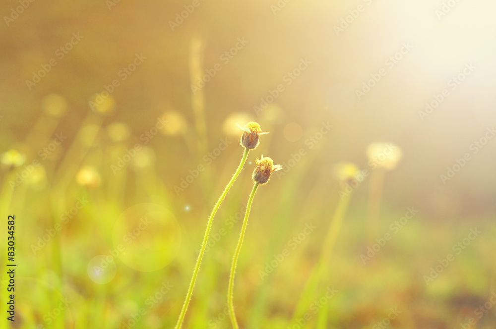 Wild flower.selective focus and shallow depth of field. Wild flower.selective focus and shallow depth of field.