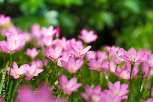 Zephyranthes Lily, Rain Lily, Fairy Lily, Little Witche