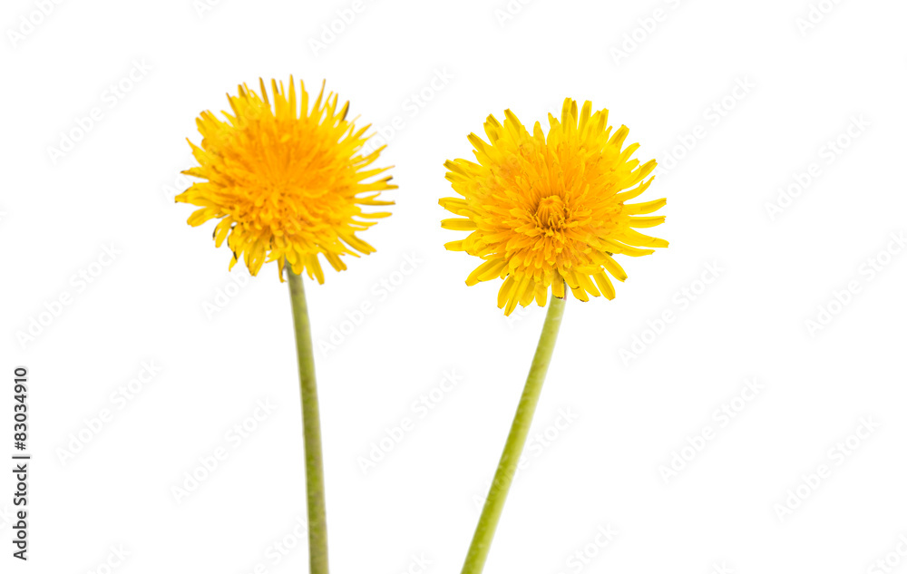 Fototapeta premium dandelion