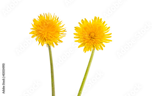 Fototapeta Naklejka Na Ścianę i Meble -  dandelion