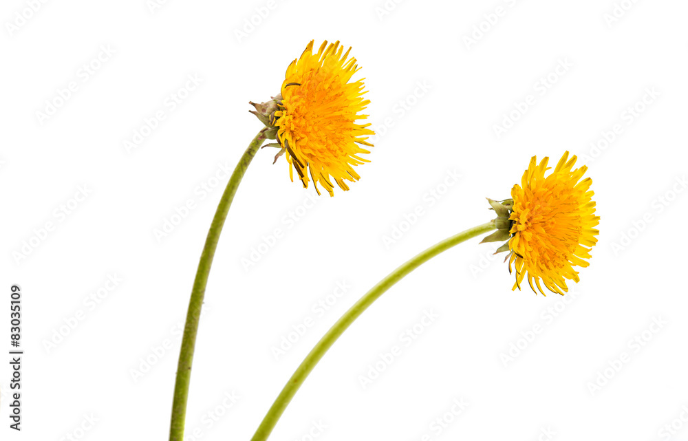 Obraz premium dandelion