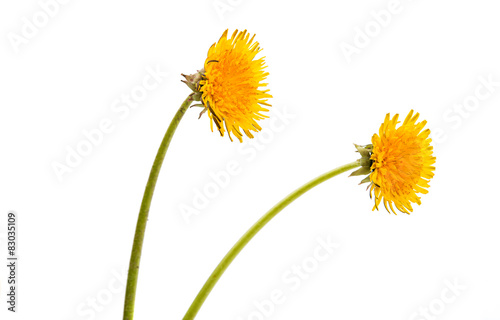 Fototapeta Naklejka Na Ścianę i Meble -  dandelion