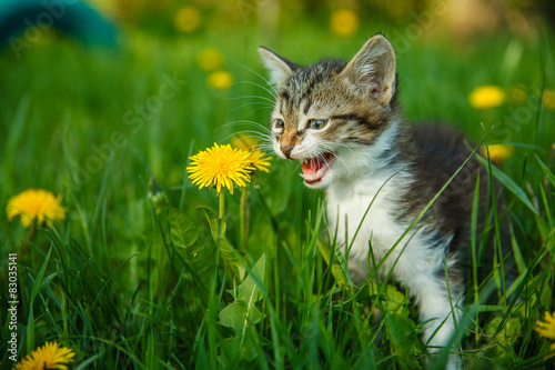 black and white kitten meowing cat cries sitting in green grass 
