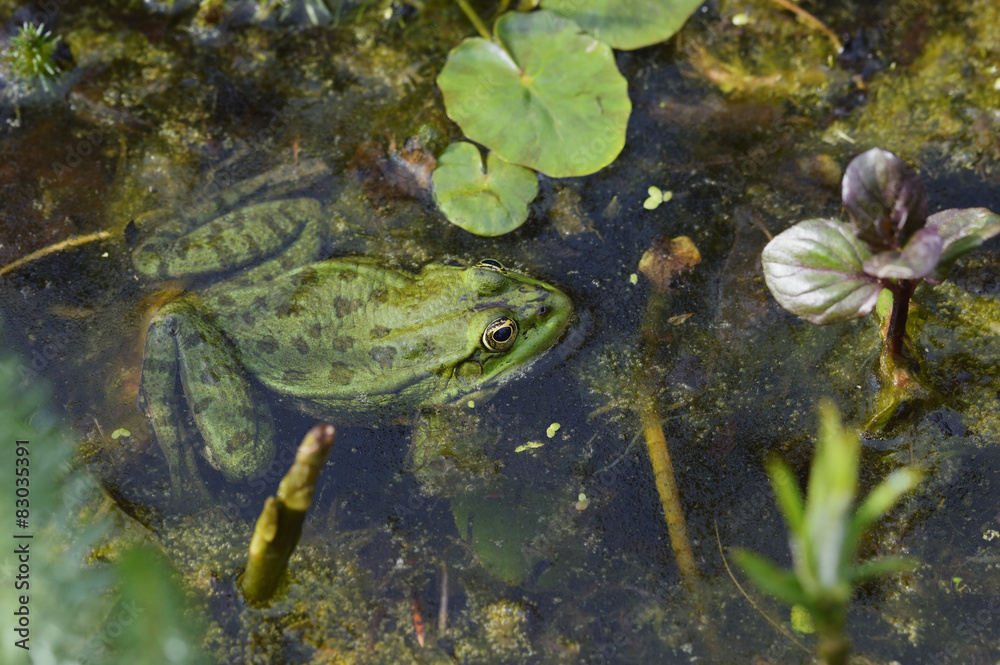 Wasserfrosch Pelophylax esculentus im Teichwasser Wasserfrosch Pelophylax esculentus im Teichwasser