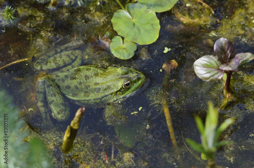 Wasserfrosch Pelophylax esculentus im Teichwasser