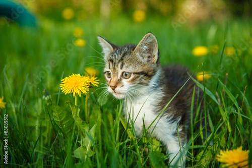 black and white kitty cat sitting in the green grass with yellow
