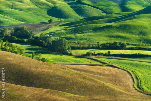 Green fields in spring sunny day