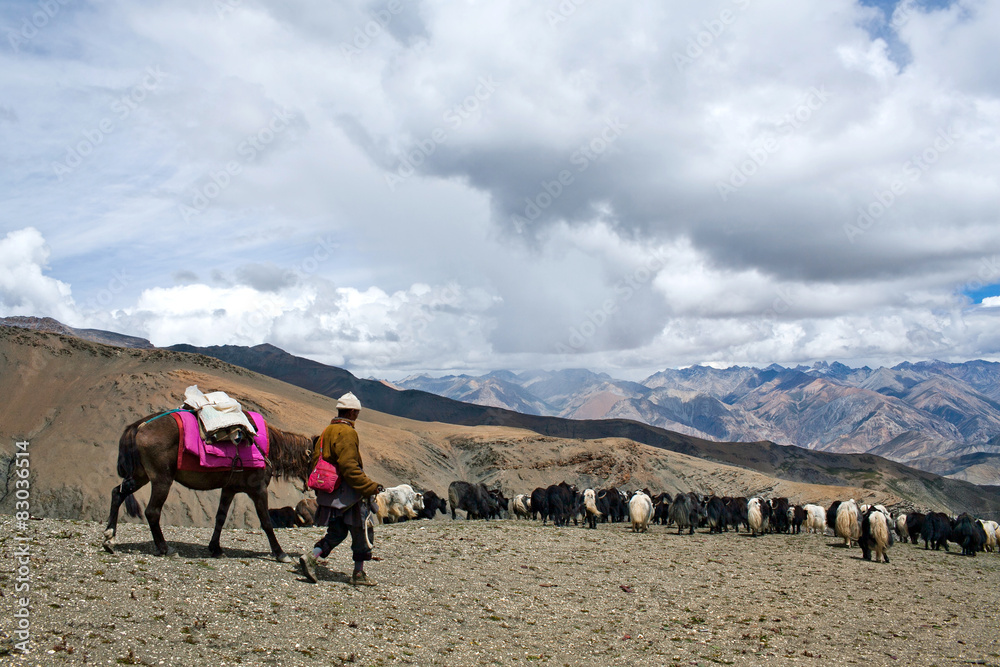 Caravan of yaks crossing in the Nepal Himalaya