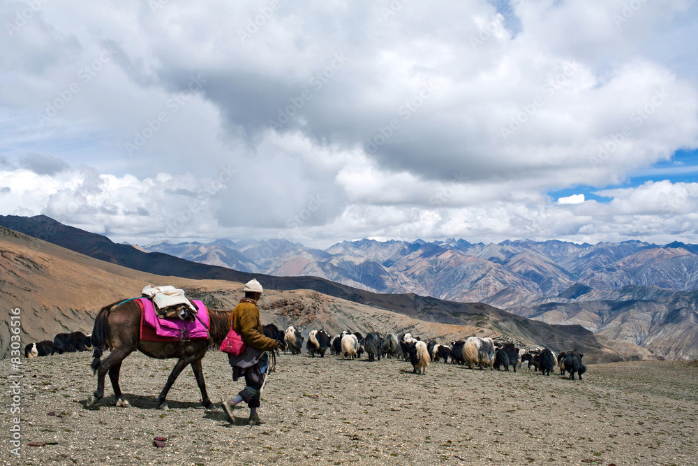 Caravan of yaks in the Nepal Himalaya