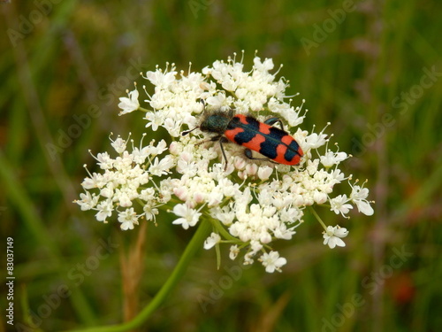 Soldier or Checkered Beetle (Trichodes alvearius) 