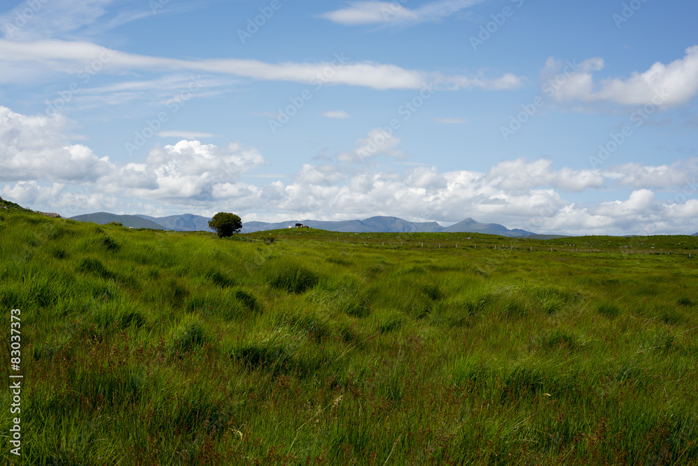 Obraz premium cattle and green landscape