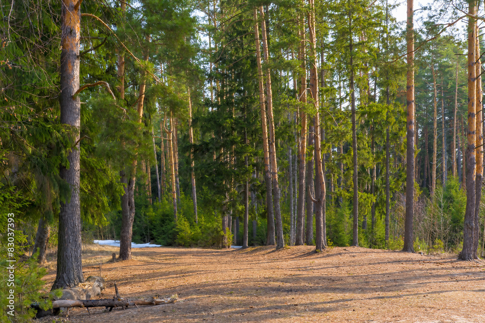Obraz premium remnants of snow in the spring coniferous forest