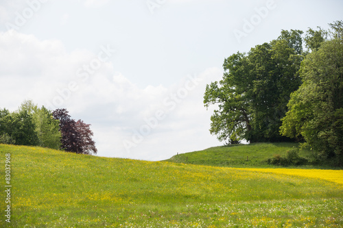 Die Wiesen im Frühling photo