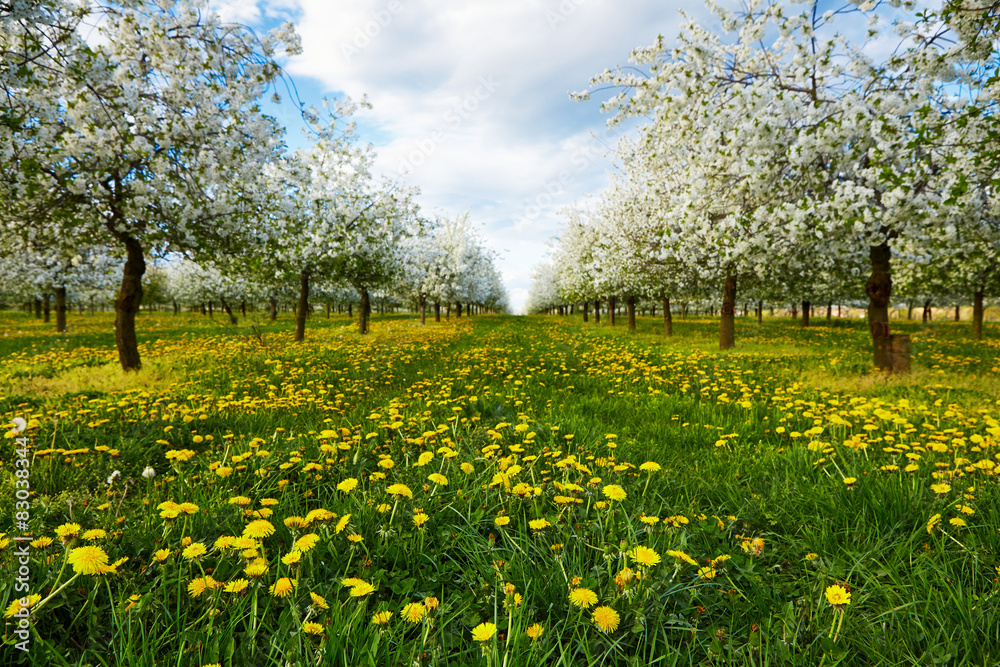 Dandelions in cherry orchard Dandelions in cherry orchard