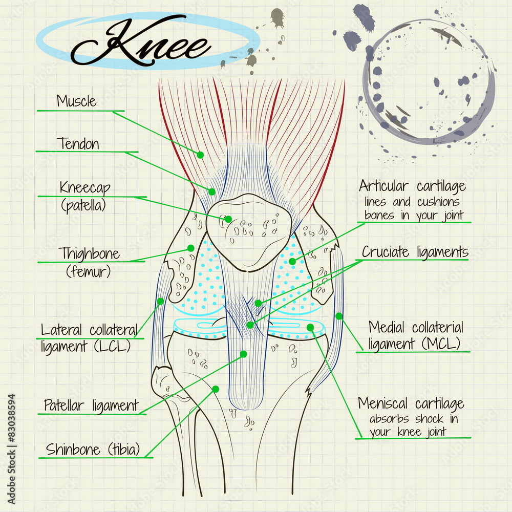 Obraz premium structure of the human knee