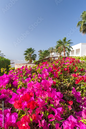 pink bougainvillea, Sharm el Sheikh, Egypt.
