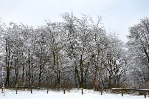 Wallpaper Mural Winterwald Torontodigital.ca