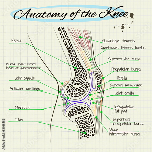 structure of the knee