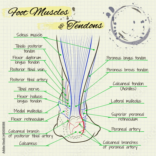 the back of a human foot photo