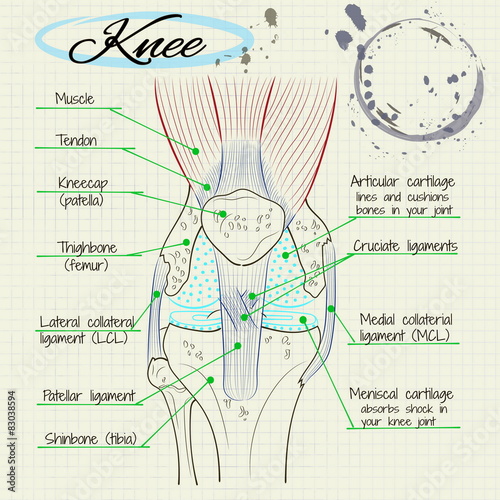 structure of the human knee