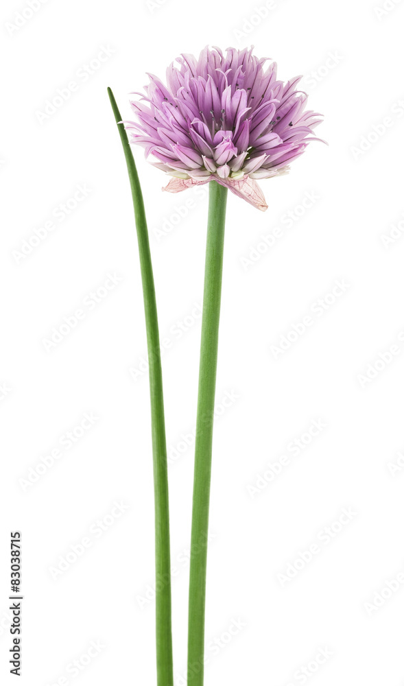 Naklejka premium Chive flower