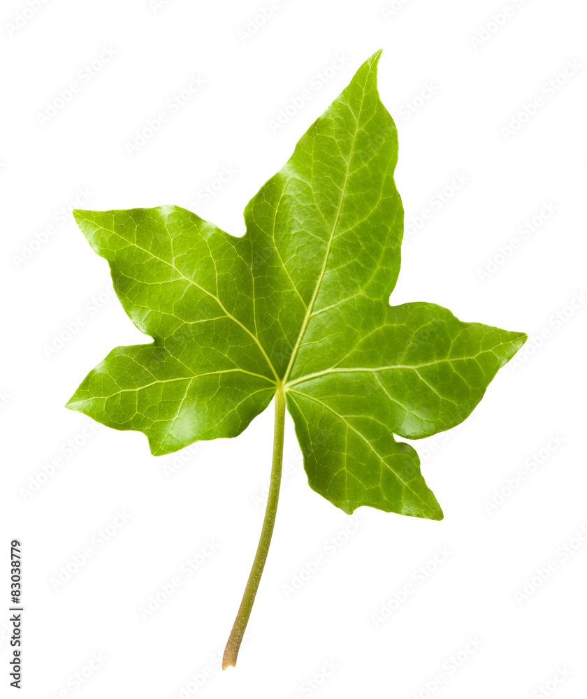Fototapeta premium Ivy leaf