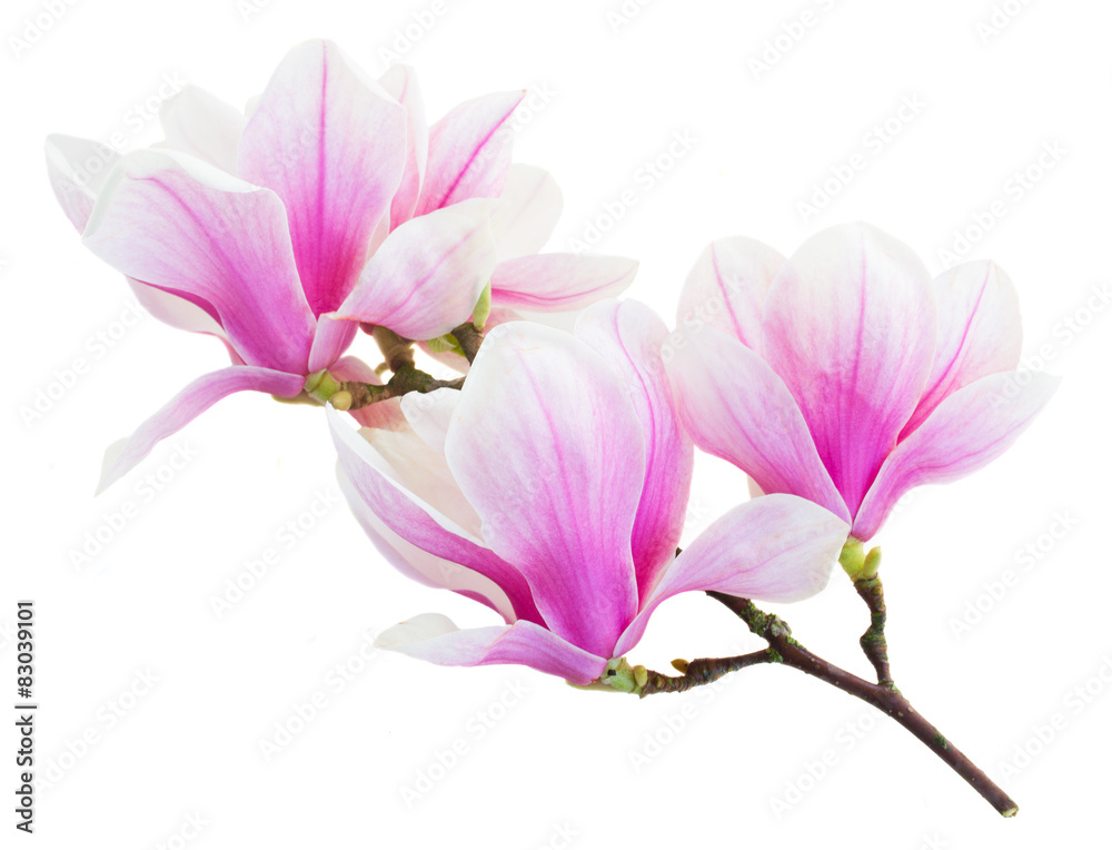 Blossoming pink  magnolia Flowers - obrazy, fototapety, plakaty 