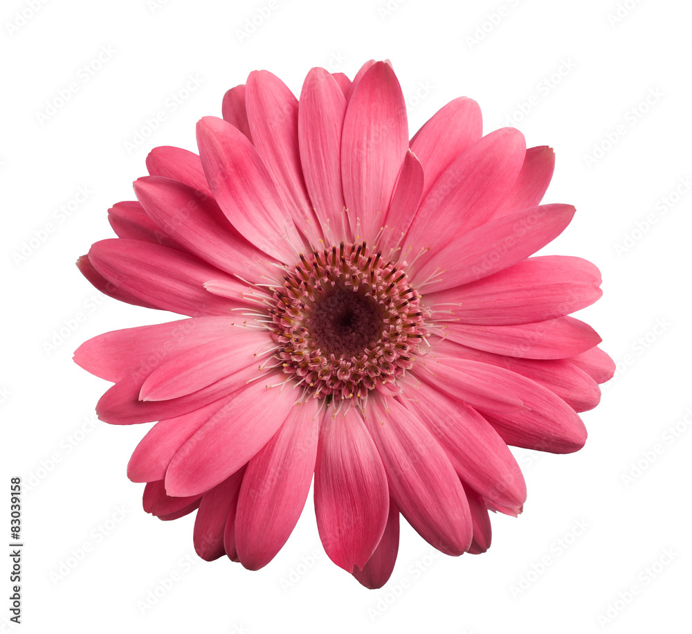 Pink gerbera