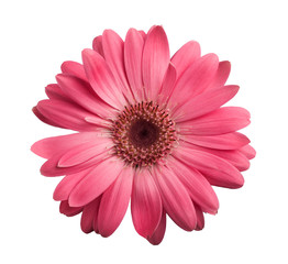 Handdoek met foto Gerbera Roze gerbera in zachte bloei  © Scisetti Alfio