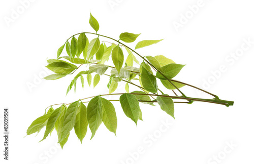wisteria branch