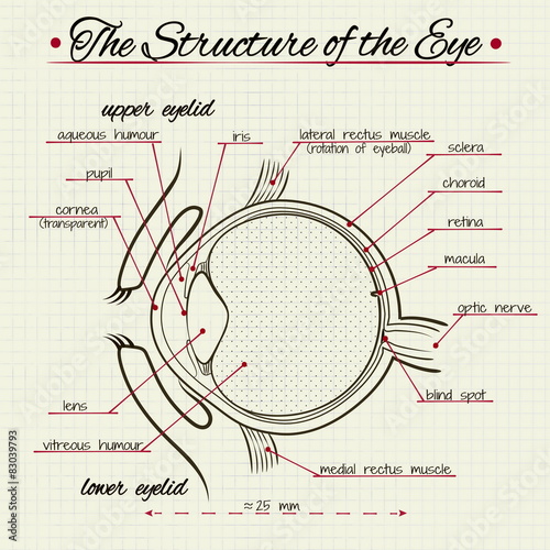 the structure of the human eye