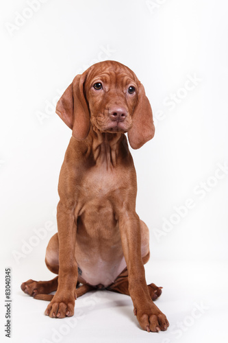  Dog Hungarian Vizsla pointer