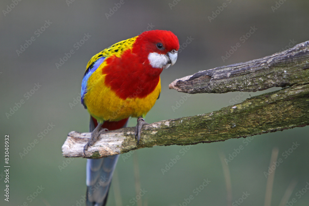 Naklejka premium Rosellasittich