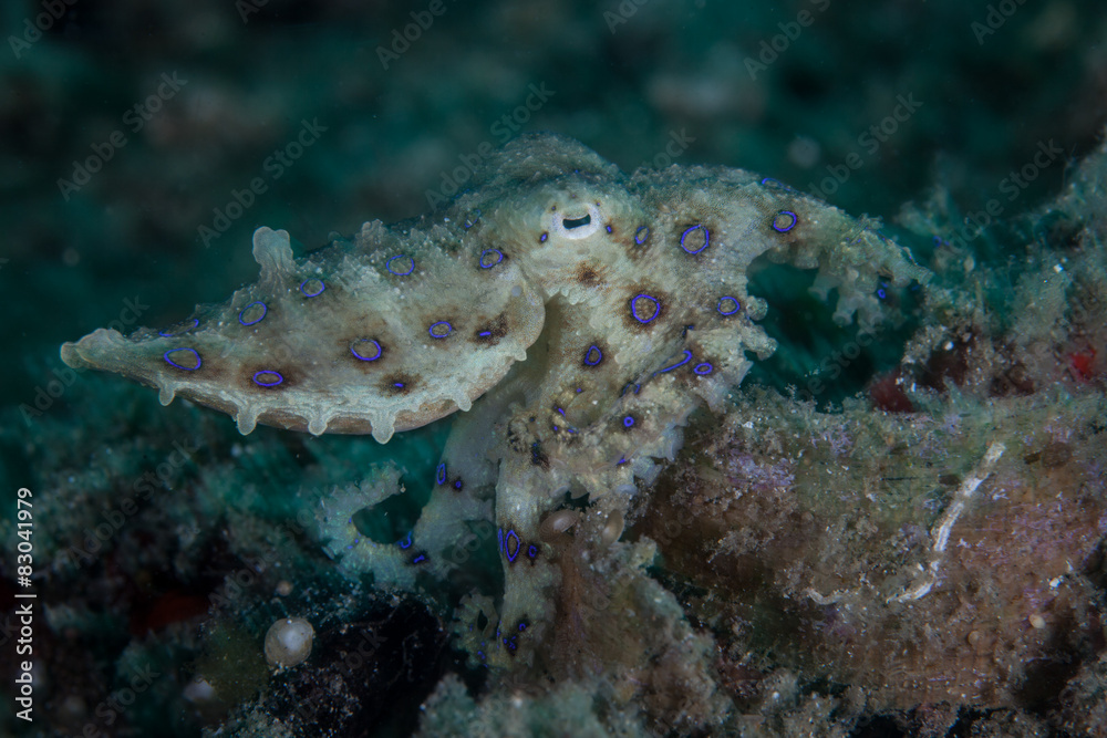 Obraz premium Blue Ring Octopus