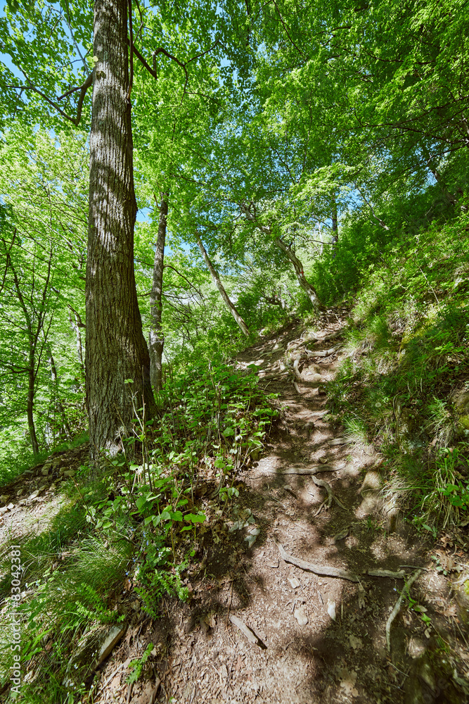 Mountain trail in the forest Mountain trail in the forest