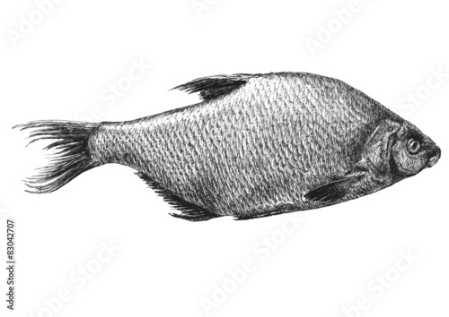 illustration with realistic fish
