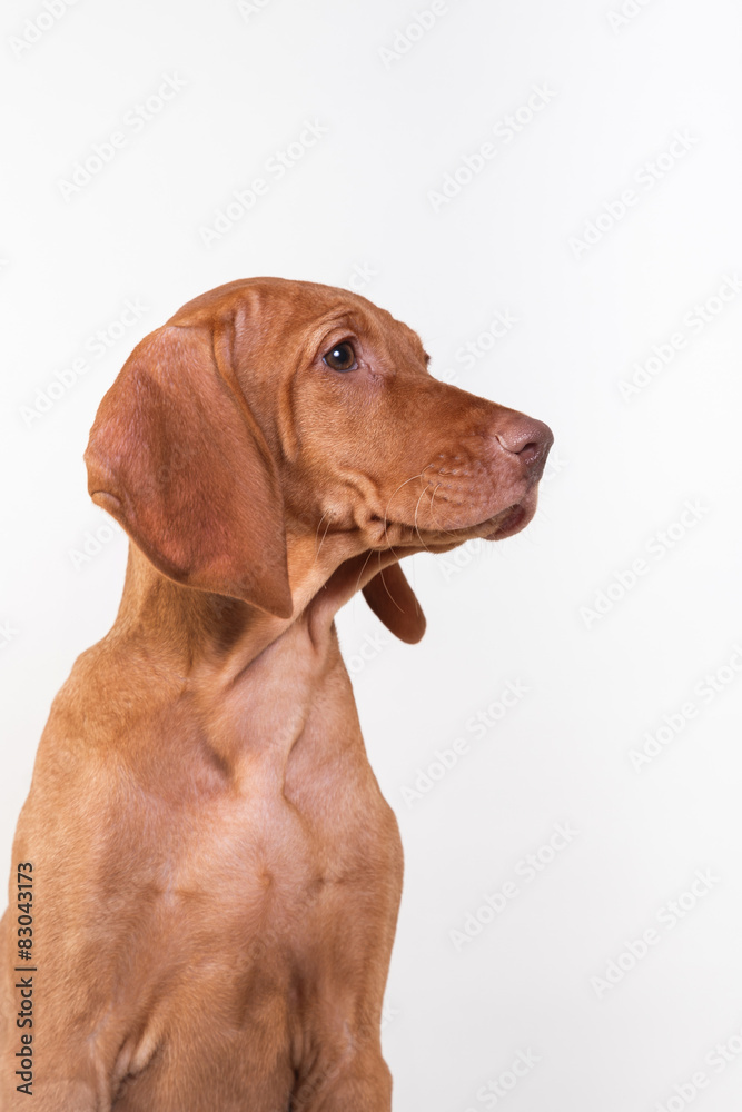 Dog Hungarian Vizsla pointer Dog Hungarian Vizsla pointer