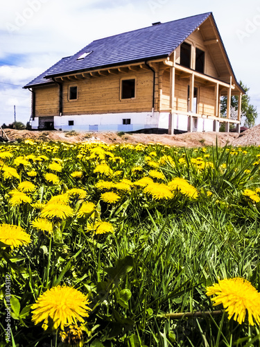 .construction of a wooden house and yellow dandelions in the mea